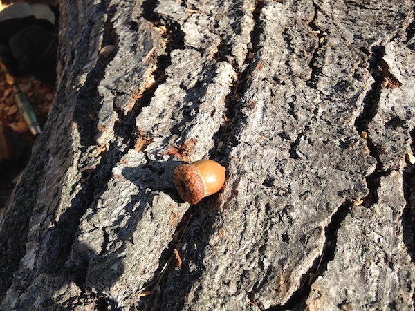 Tiny acorn